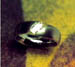 ring-markise